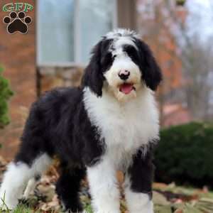 Jackson, Sheepadoodle Puppy